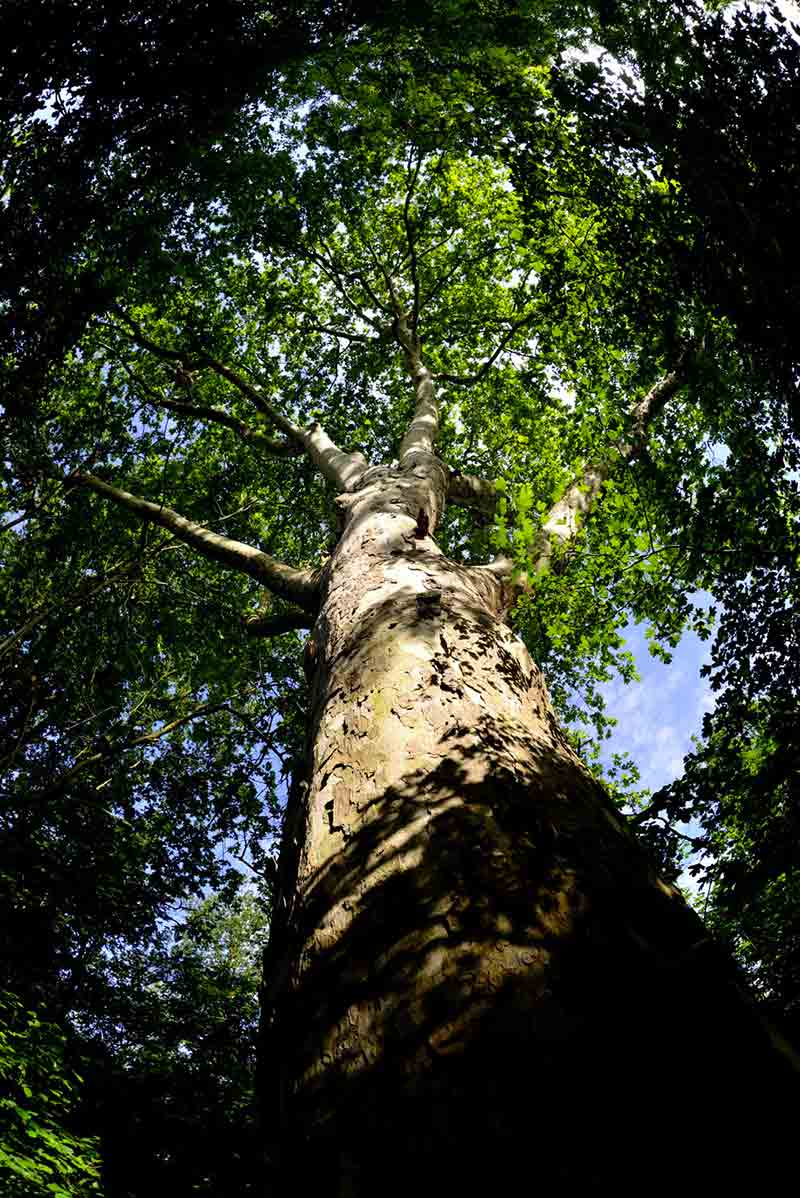 bosco di riazzolo