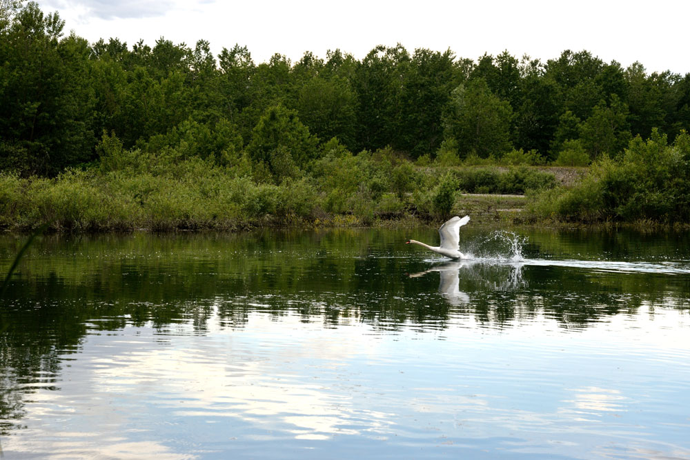 cigno in volo