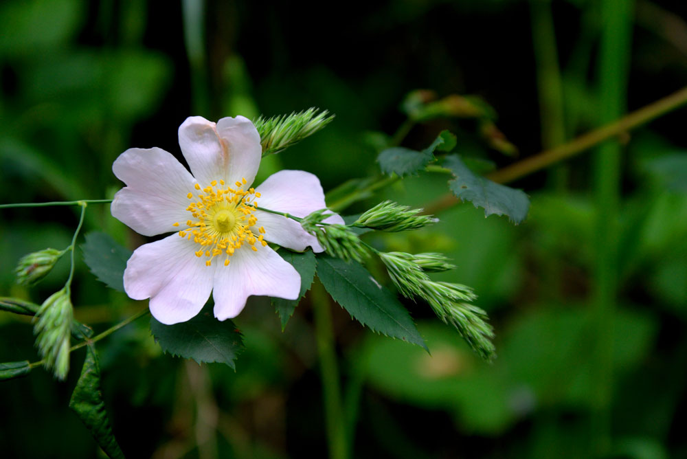 fiori e spighe