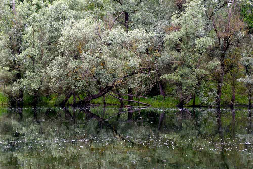 fioriture-acacia.jpg