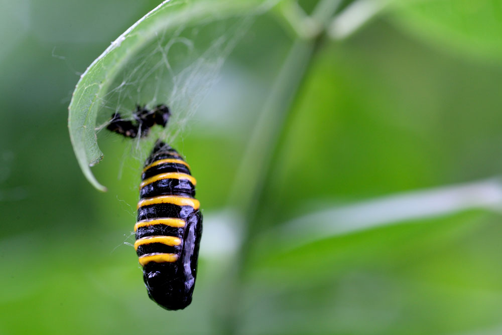 pupa