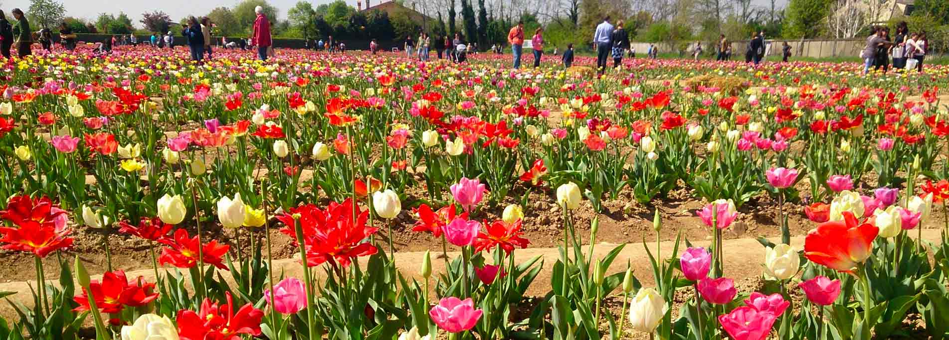 Tulipani Italiani 2019: la magia si ripete anche quest