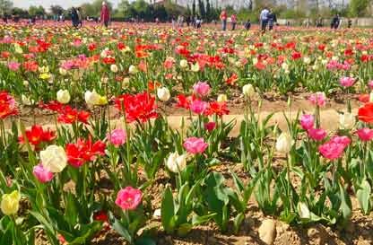 Tulipani Italiani 2019: la magia si ripete anche quest