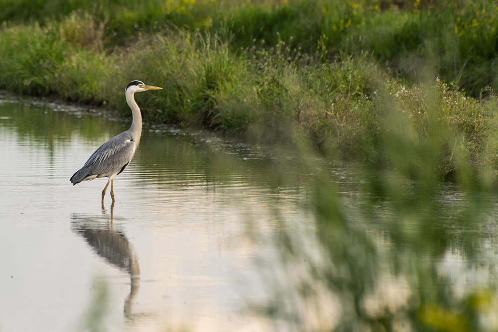 birdwatching lomellina airone cinerino