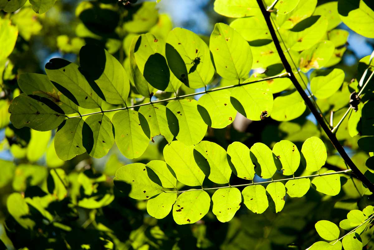 Foliage