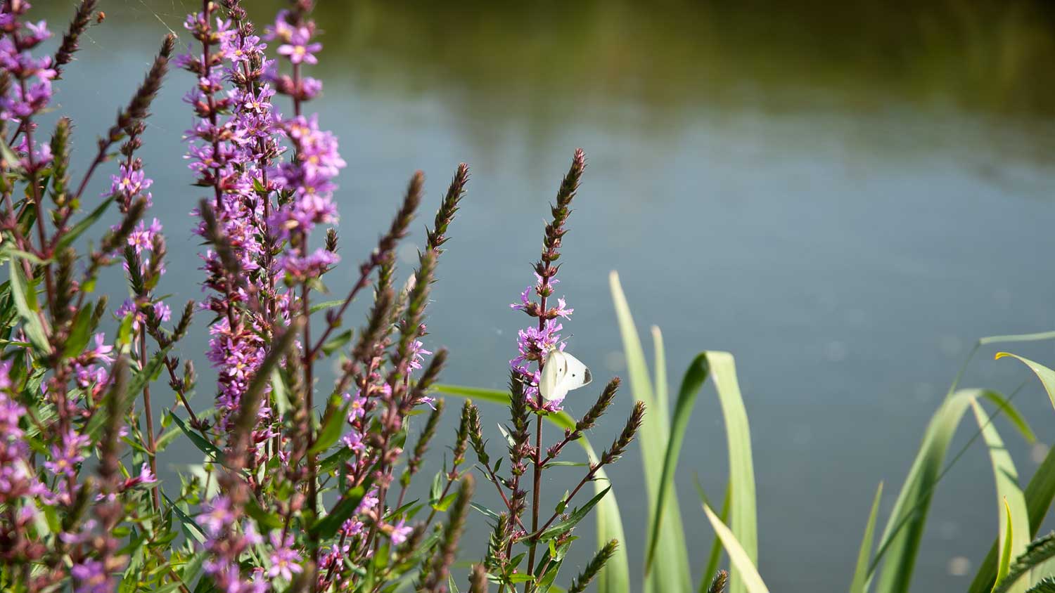 Fioriture - Naviglio di Bereguardo