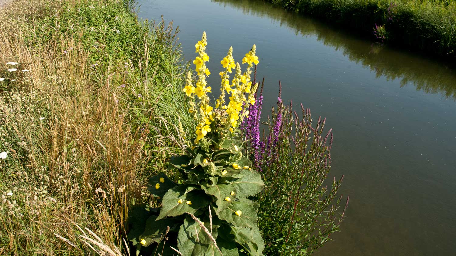 Fioriture - Naviglio di Bereguardo