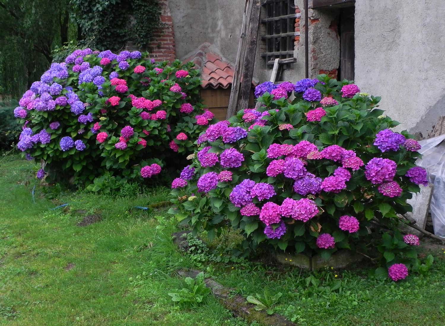 Ortensie