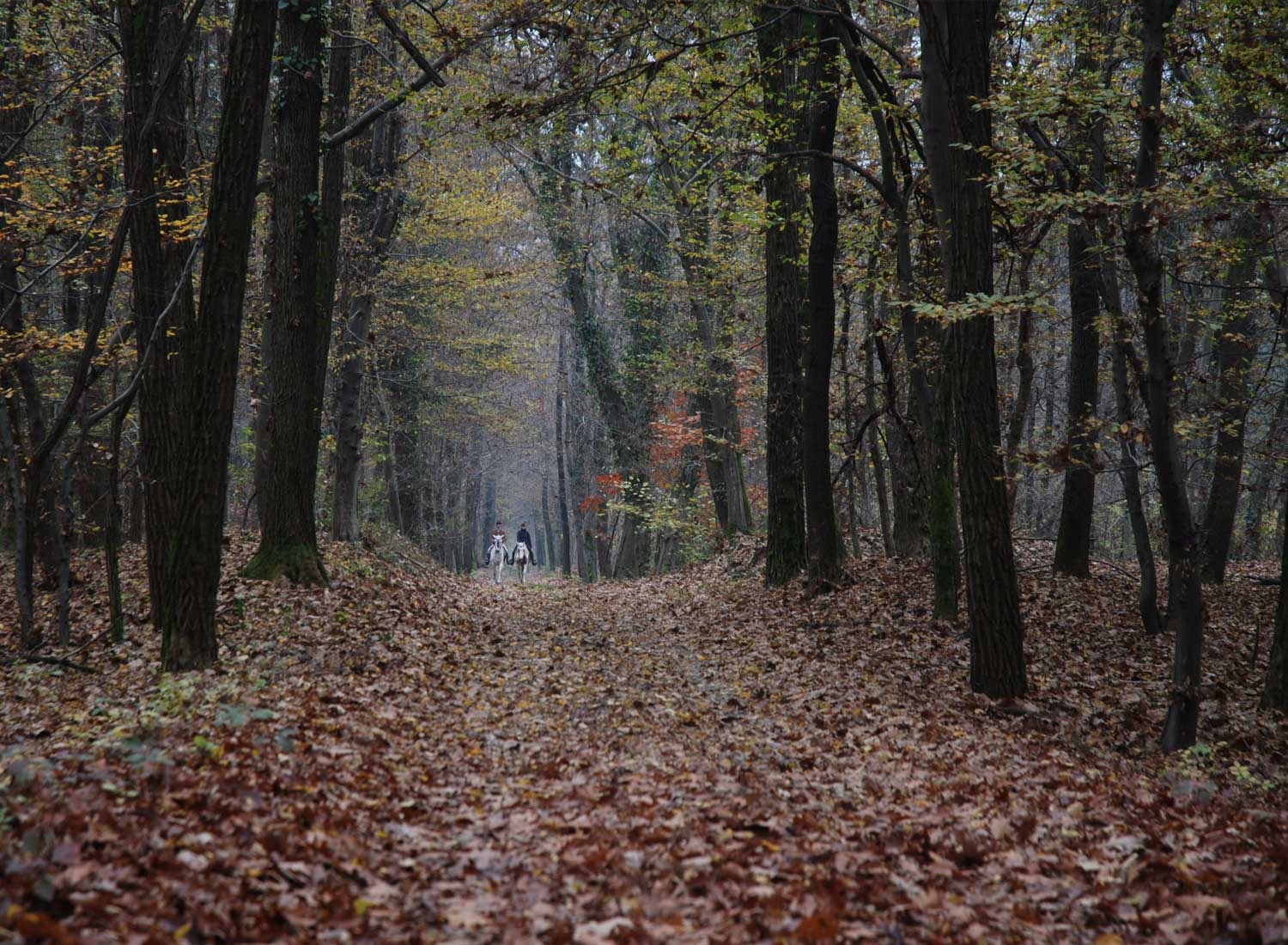 Colori d'autunno