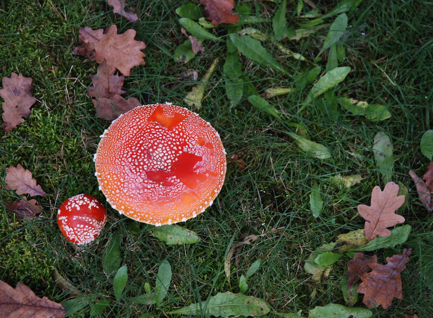 Amanita muscaria - Progetto Salvaraja