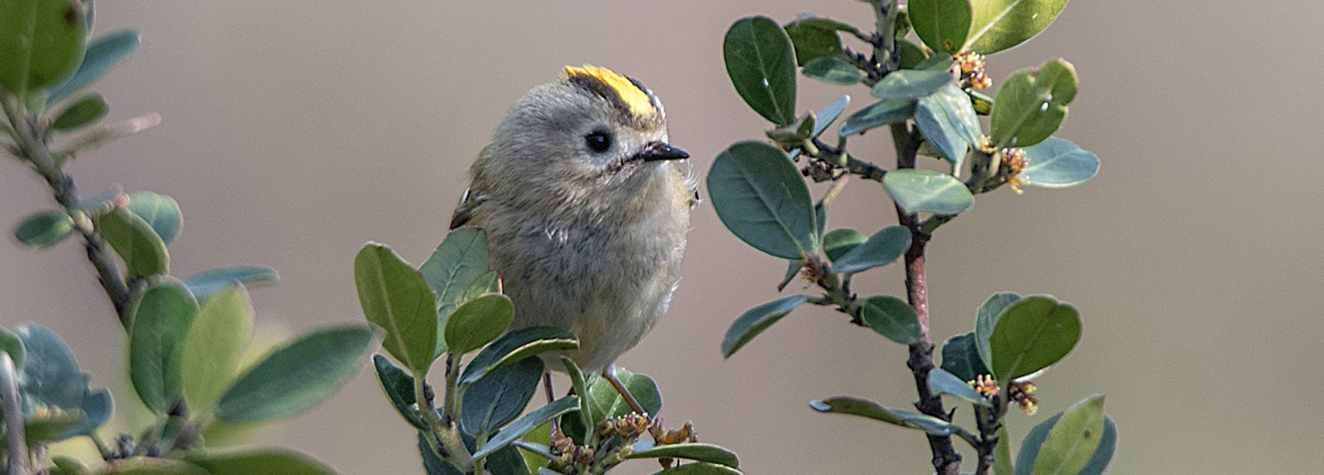 Corso di birdwatching a Lonate Pozzolo