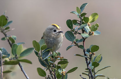 Corso di birdwatching a Lonate Pozzolo