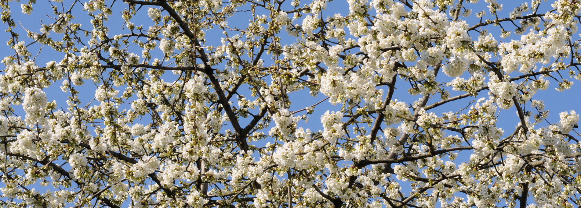 43° Marcia Dei Ciliegi In Fiore a Casterno