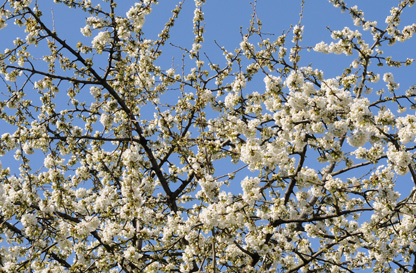 43° Marcia Dei Ciliegi In Fiore a Casterno