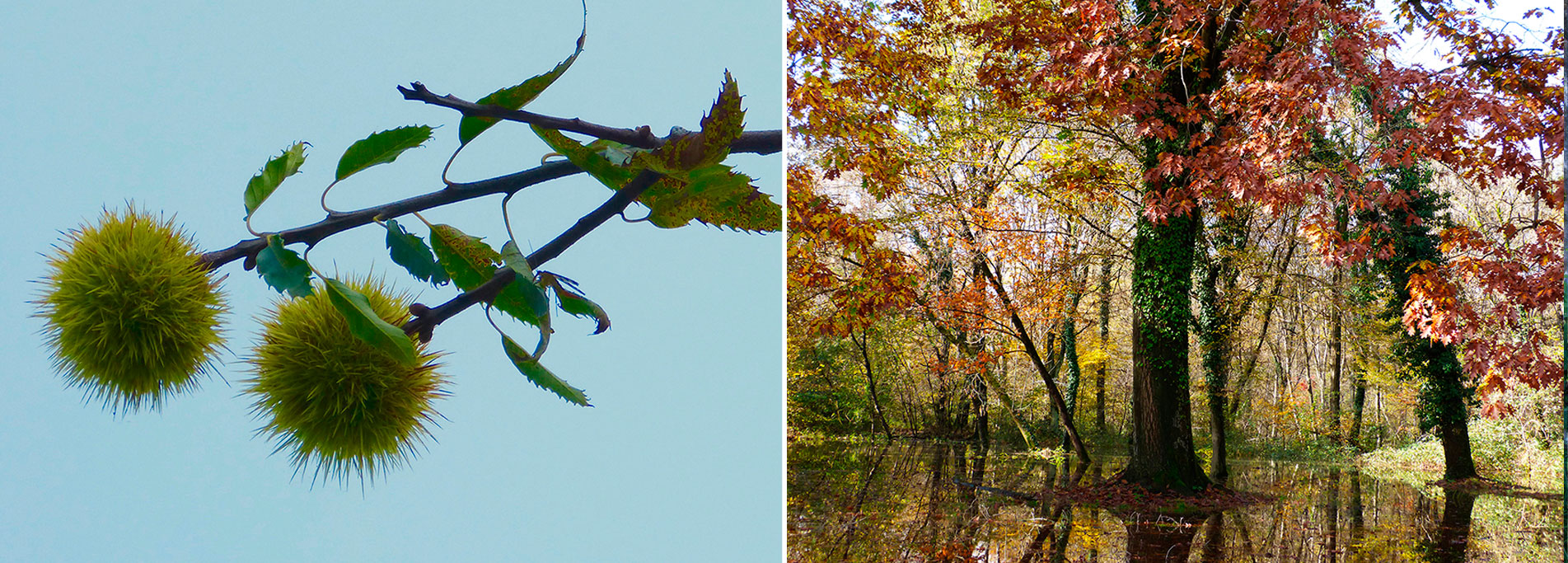 Foliage, collage e...caldarroste