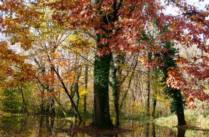 Foliage, collage e...caldarroste