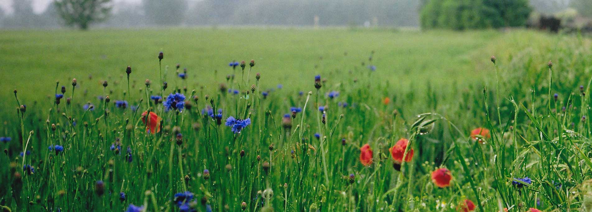 Alla ricerca del cibo perduto