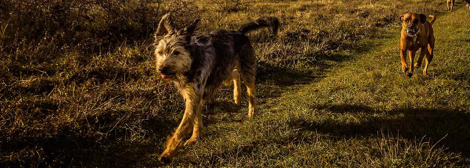 Nel Parco del Ticino con gli amici a quattro zampe