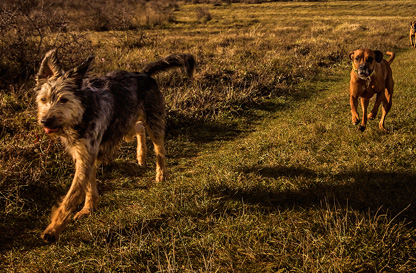 Corso di Orienteering con il cane