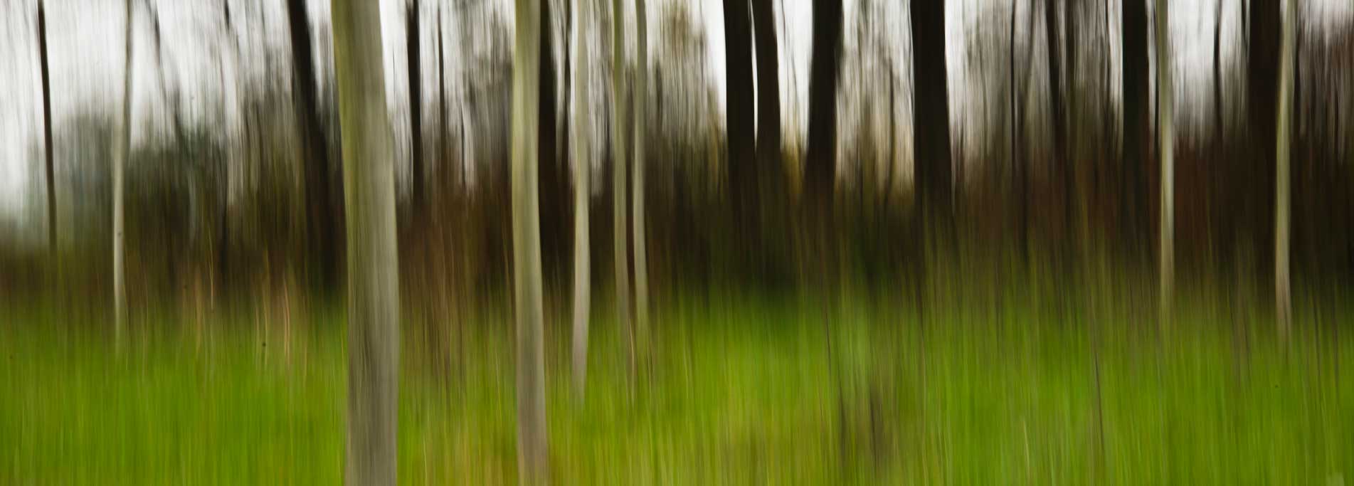Escursione Fotografica. La Natura e gli alberi della Fagiana