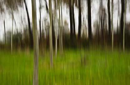 Escursione Fotografica. La Natura e gli alberi della Fagiana