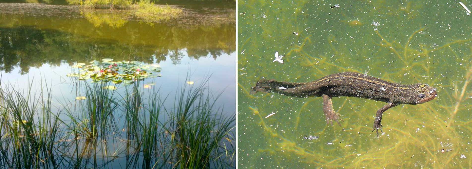 Dal pelobate fosco al tritone, l’erpetofauna del Parco del Ticino