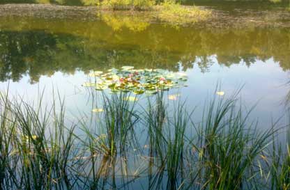 Dal pelobate fosco al tritone, l’erpetofauna del Parco del Ticino