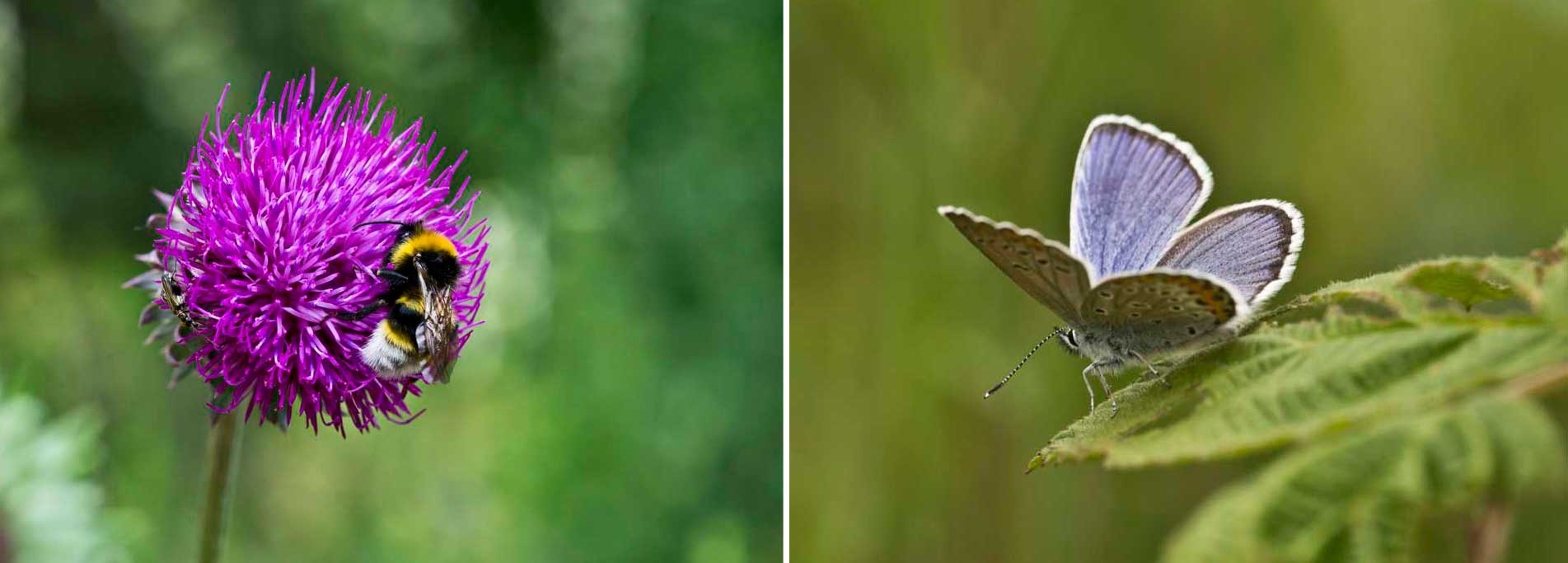 Workshop di Fotografia Macro nel Parco del Ticino