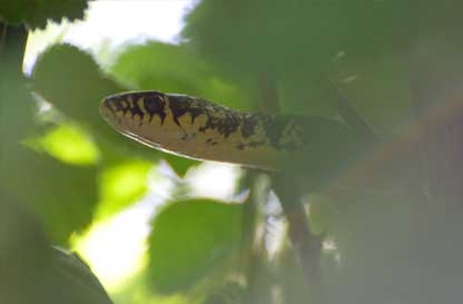 Pelle e Squame - Conoscere i rettili e gli anfibi del Parco del Ticino