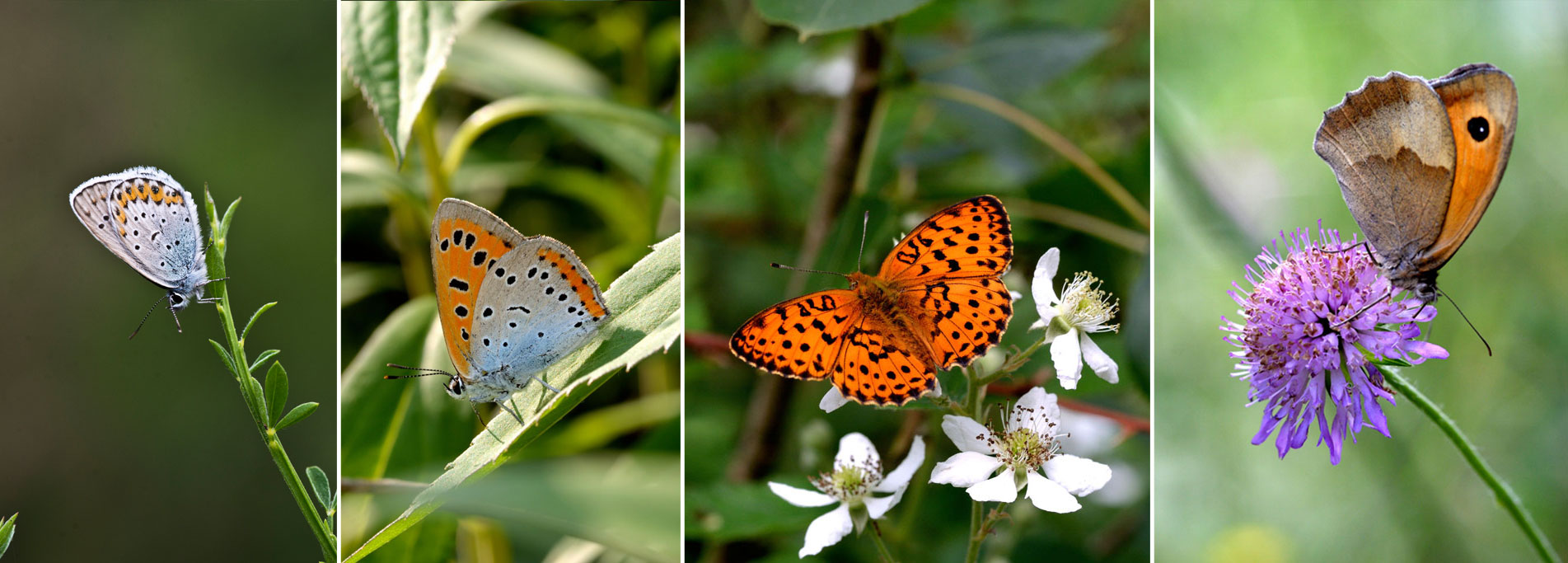 Corso di butterfly watching