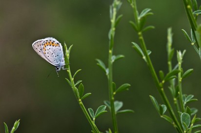 Corso di butterfly watching