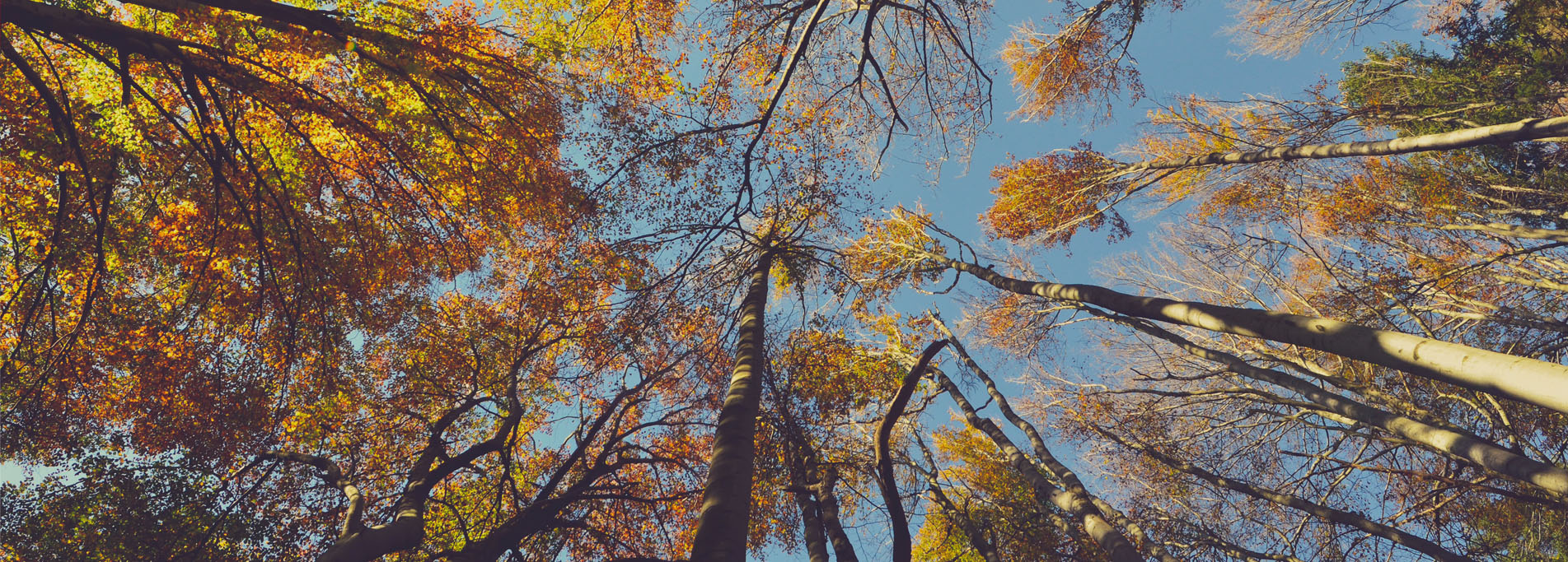 Autunno - Passeggiata per i boschi del Ticino