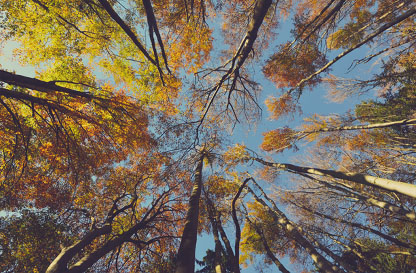 Autunno - Passeggiata per i boschi del Ticino