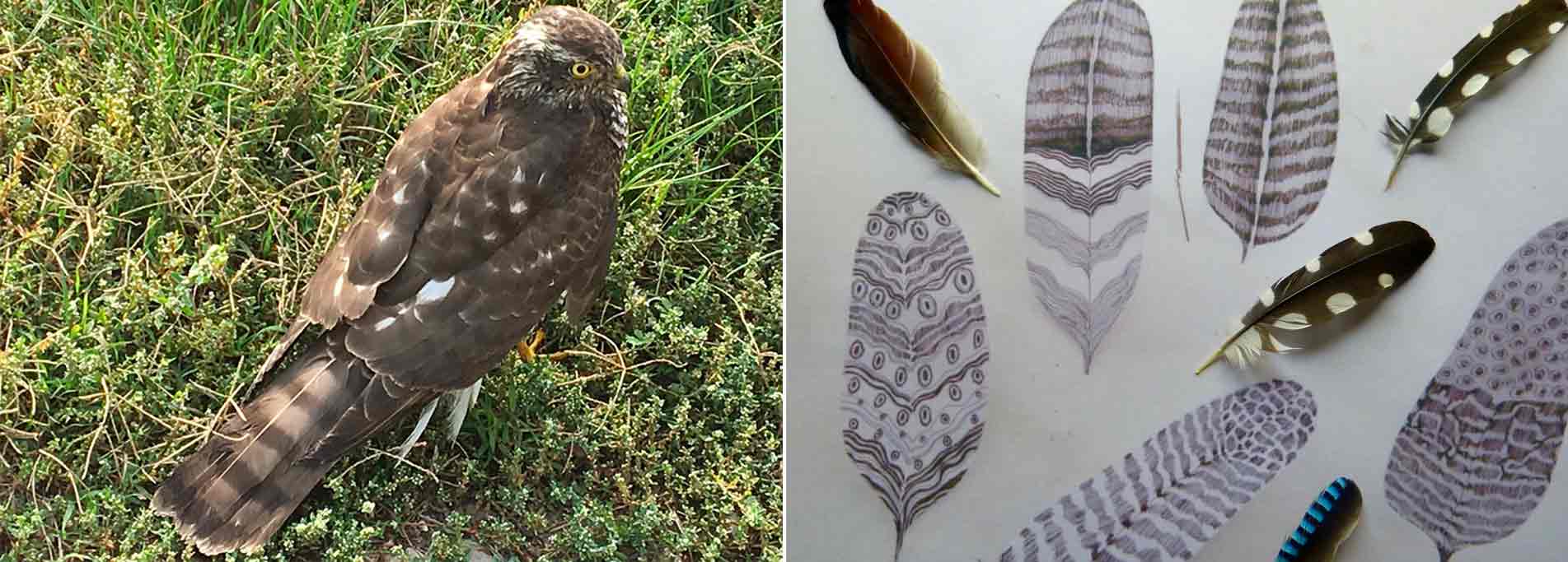 Penne e piume - Riconoscimento degli uccelli del bosco