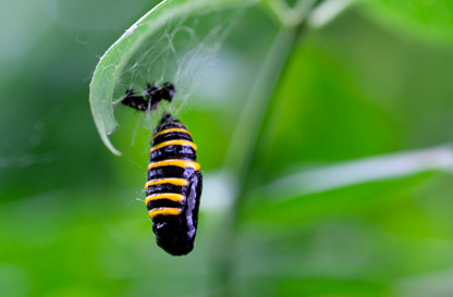 Maschere nel bosco - Escursione naturalistica