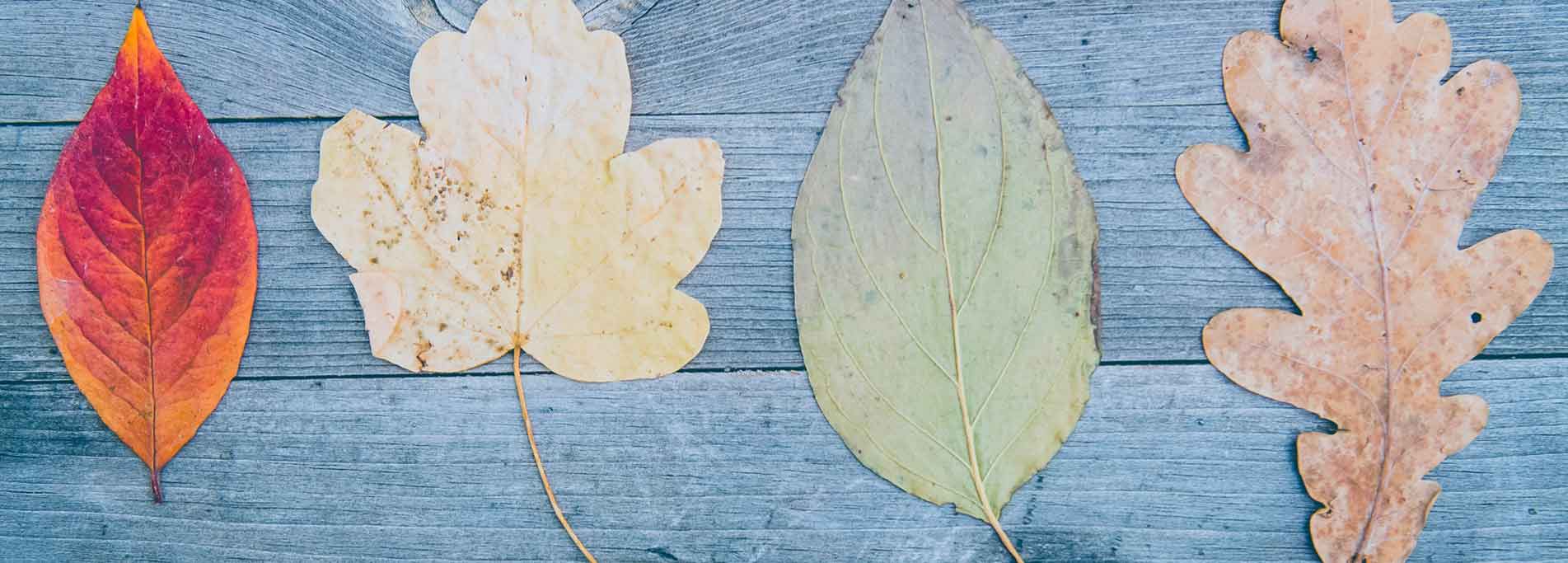 Colleziona la natura - Passeggiata didattica