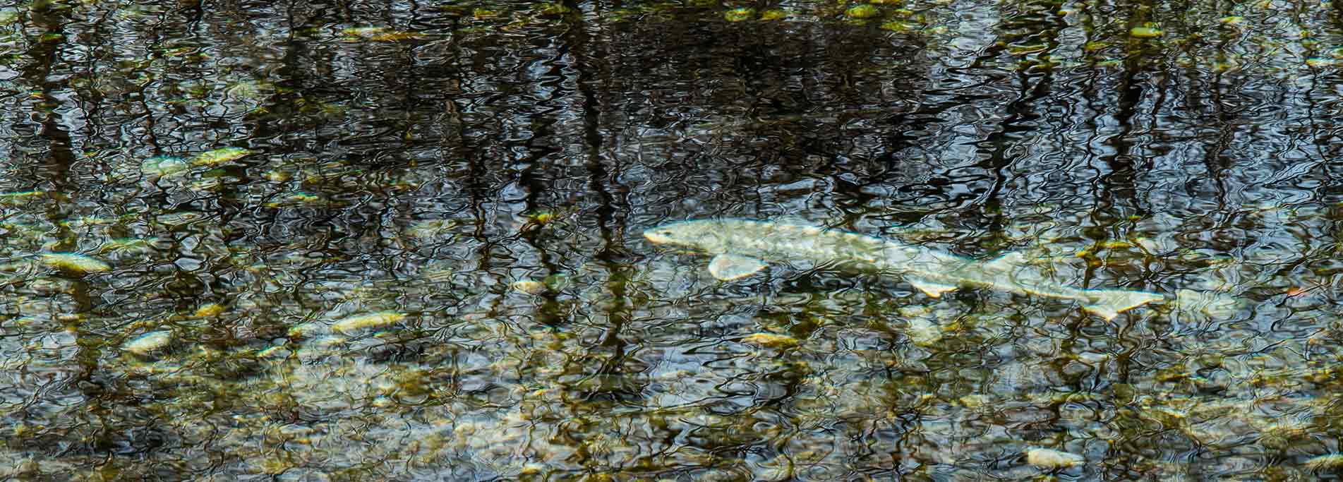 Gli alieni del fiume Ticino. Parliamo di specie ittiche alloctone