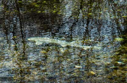 Gli alieni del fiume Ticino. Parliamo di specie ittiche alloctone