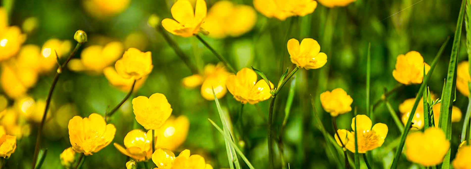 Il risveglio - Escursione naturalistica