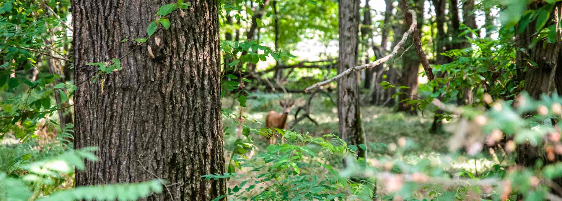 Storie del bosco antico