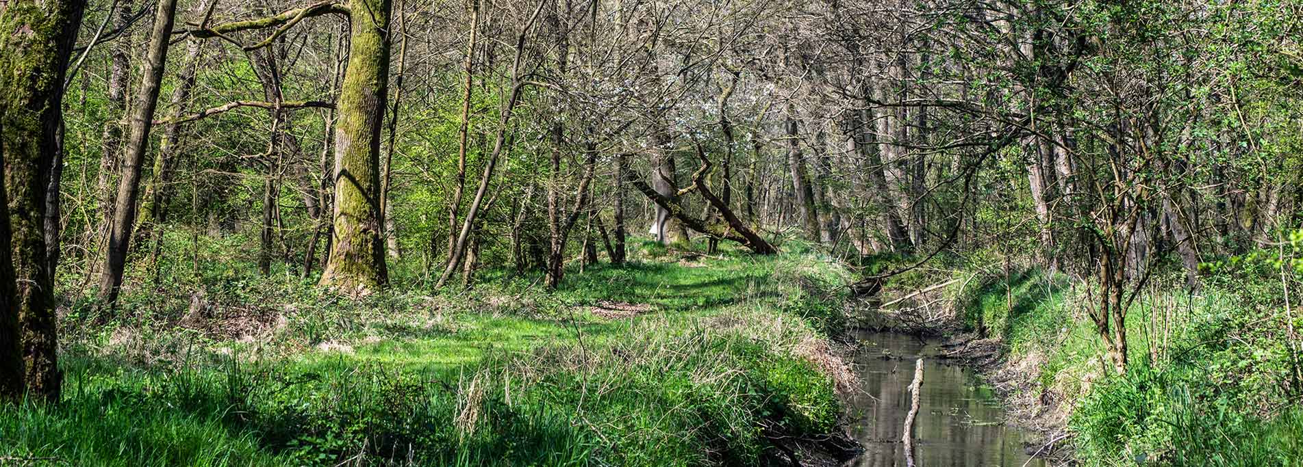 Escursione notturna al Bosco del Vignolo