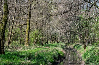 Escursione notturna al Bosco del Vignolo