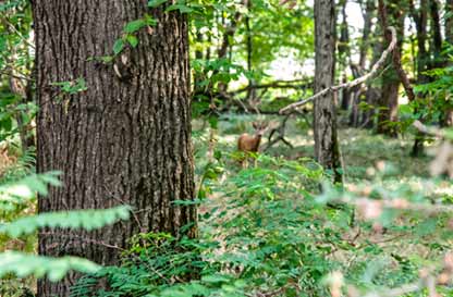 Storie di alberi - escursione naturalistica