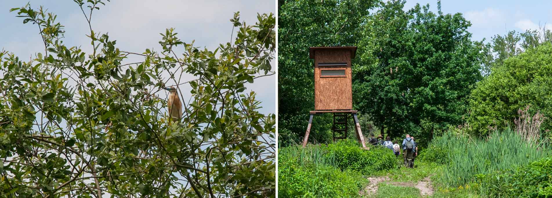 Visite guidate alla Garzaia di Celpenchio