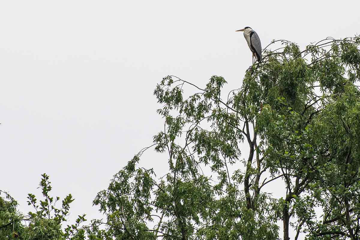 Airone cinerino