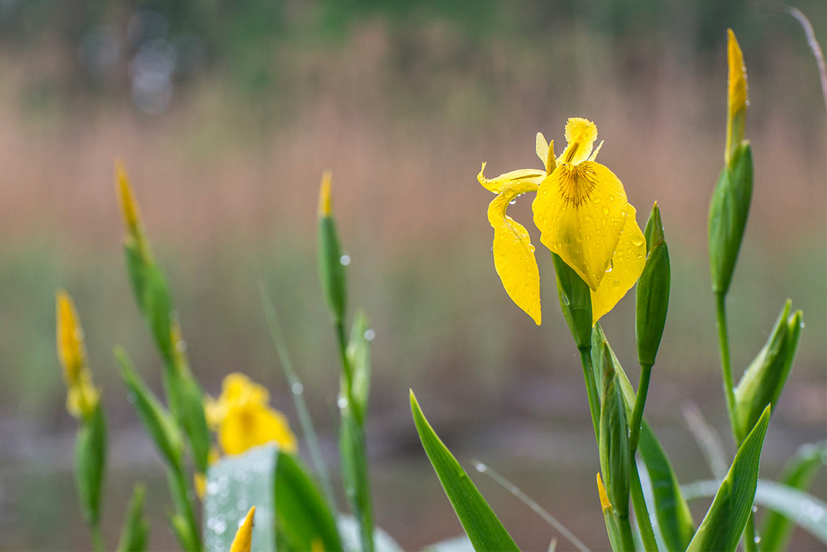 Iris Giallo selvatico