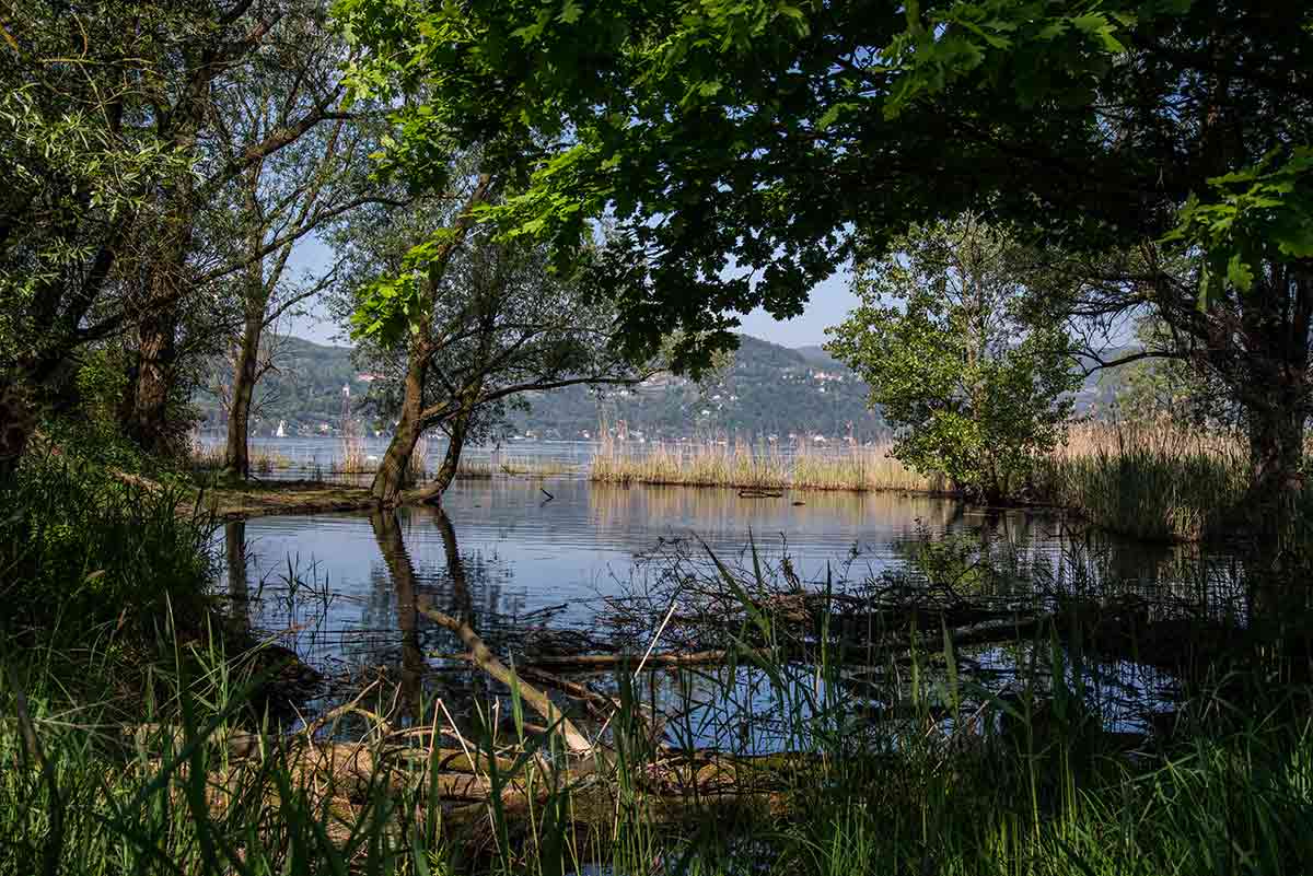 Canneti sul lago