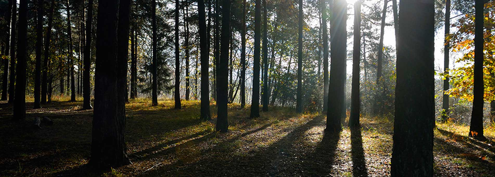 Riserva naturale orientata di Bosco Solivo