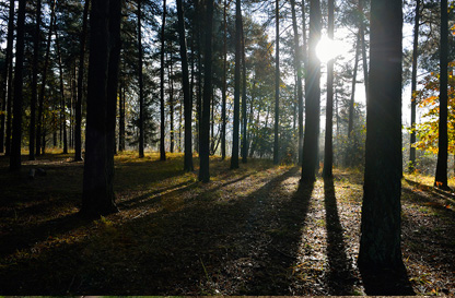 Riserva naturale orientata di Bosco Solivo