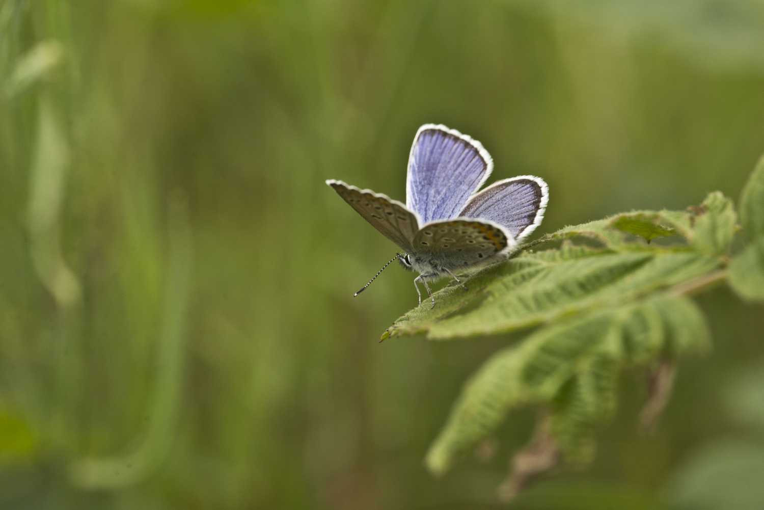 Argo azzurro